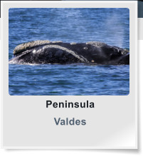 Peninsula  Valdes