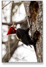'Woddy Woodpecker - Weißmantelspecht